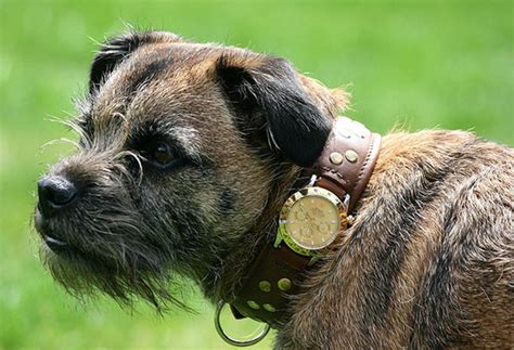 rolex for dogs|rolex collar border terrier.